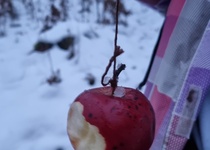 Vánoční stromeček pro zvířátka