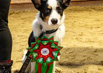 Členové kynologického klubu kralovali v Brně