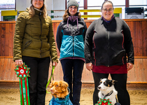 Členové kynologického klubu kralovali v Brně