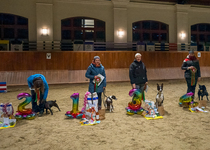 Členové kynologického klubu kralovali v Brně