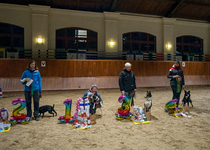 Členové kynologického klubu kralovali v Brně