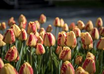ZÁJEZD NA VÝSTAVU FLORA OLOMOUC / JARNÍ ETAPA