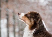 Adamovská challenge psích triků