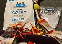 Adamovská challenge psích triků