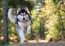 Dogtrekking Za pokladem Voka IV. z Holštejna