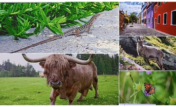 DOVOLENÁ 2024 - SOUTĚŽ PRO FOTOGRAFY AMATÉRY