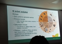 Sršeň asijská