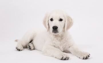 Veřejná přednáška: "máme doma štěně"