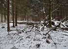 Vycházka k torzu Kulatého dubu