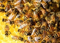 Přednáška o včelách a medu