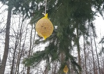 Zdobení stromečku pro zvířátka