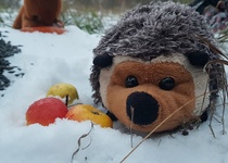 Zdobení stromečku pro zvířátka