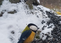 Zdobení stromečku pro zvířátka